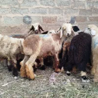 بره نر