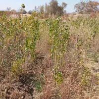 نهال صنوبر.کبوده|گل و گیاه طبیعی|بروجرد, |دیوار