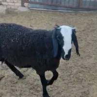 بره قوچ نژاد شال اصل