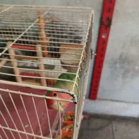 طوطی دستی|پرنده|کرج, استاندارد|دیوار