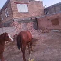 اسب ماده|اسب و تجهیزات اسبسواری|دهگلان, |دیوار