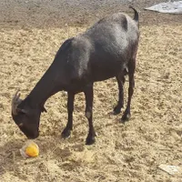 فروش بز شیری مورسیاه