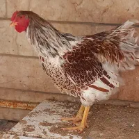 خروس ویوندات