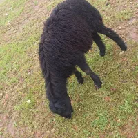 بره قوچ غزل افشار