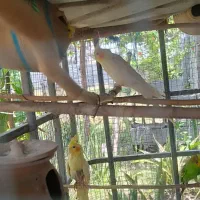 فروش عروس هلندی مولد