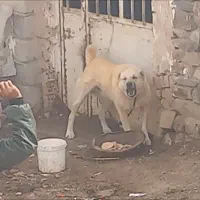 واگذاری سگ نگهبان و گلگی ضمانتی