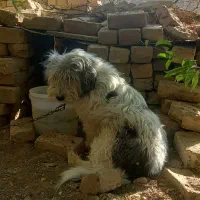 سگگ|سگ|قم, علی آباد سعدگان|دیوار