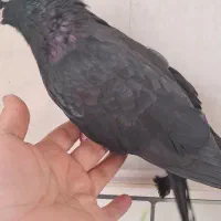 کبوتر زاغ آبادانی