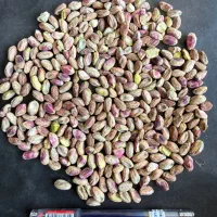 مغز پسته همه مدل|عمدهفروشی|شیراز, بازار|دیوار