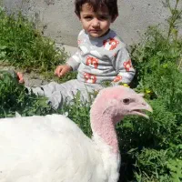 بوقلمون کاملا ارگانیک و بدون آنتی بیوتیک