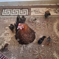 مرغ با ۷ تا جوجه