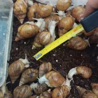 حراج حلزون آلبینو|خزنده|تهران, هفده شهریور|دیوار