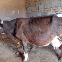 گاو گوساله ماده|حیوانات مزرعه|کوهنانی, |دیوار