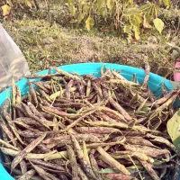 پاچ باقلا|خوردنی و آشامیدنی|آستانه اشرفیه, |دیوار