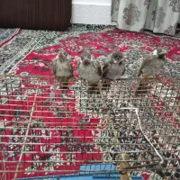 ملاشیه خیابان ۲۰ پلاک ۱۴