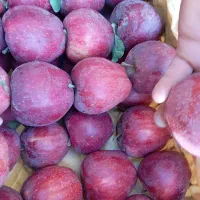 اجاره باغ سیب شما ب بالاترین قیمت