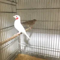 فنچ گلو بریده البینو