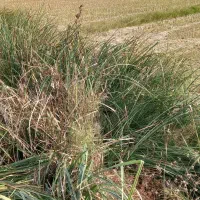 زمین کشاورزی|فروش زمین و ملک کلنگی|لشت نشا, |دیوار