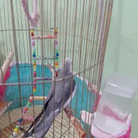 وایت فیس نر