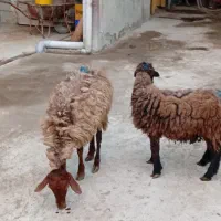 شیشک زا اول