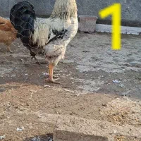 مرغ و خروس یک ساله