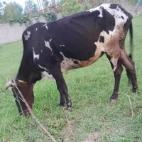 گاو گیل دورگ ۳ماه ورزا خورده حامله