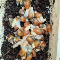 حلزون فروشی