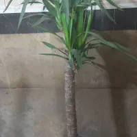 یوکا تنه دار|گل و گیاه طبیعی|تهران, جمال‌زاده|دیوار