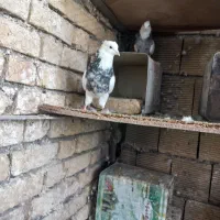 طوقی|پرنده|فولادشهر, باغشاد|دیوار