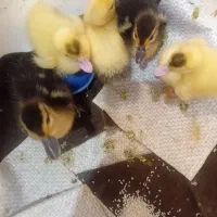 جوجه اردک اسرائیلی