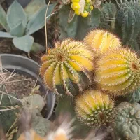 کاکتوس خاص و کلکسیونی.آگاو تفرو هاورتیا افوربیا