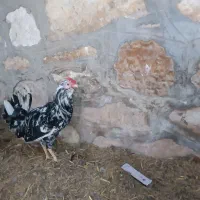 فروش دو خروس گلین  چهل تاج