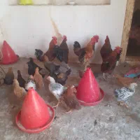مرغ وخروس محلی