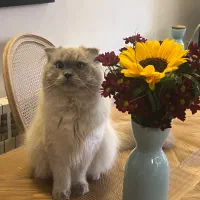 نر اصیل یکساله هیمالین اسکاتیش آماده جفت گیری