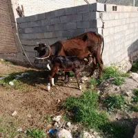 فروش یک راس گاو شیری