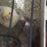 عروس با جوجه