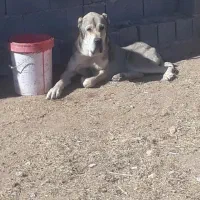 سگ پیتبول ماده دورگه