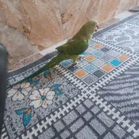 طوطی ملنگو|پرنده|سیرجان, |دیوار
