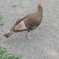 بوقلمون بوربون ماده(بالغ)