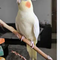 عروس هلندی گمشده