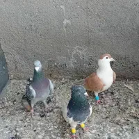 پرنده فروشی|پرنده|طرقبه, |دیوار