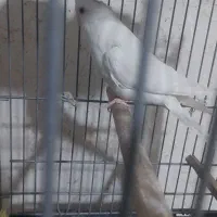 عروس هلندی البینو نر|پرنده|مرودشت, بیست متری بیمارستان|دیوار