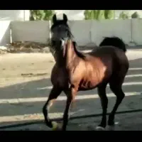 فروش مادیان بادوکره عرب