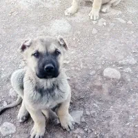 ۲ تا نر سرابی