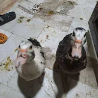 اردک|حیوانات مزرعه|تهران, هروی|دیوار