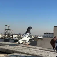 تعدادی کفتر رنگی جفت تهرونی نر و ماده|پرنده|مشهد, رضاشهر|دیوار