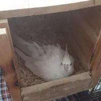 جفت عروس هلندی مولد