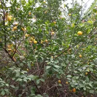 فروش باغ میوه  برق دار  نزدیک جاده اسفالت بن جعفر|فروش دفتر صنعتی، کشاورزی، تجاری|دزفول, |دیوار