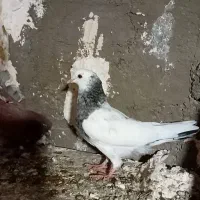 تعداد‌ی‌کفتر|پرنده|ابهر, |دیوار