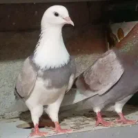 فروش دو جفت کفتر